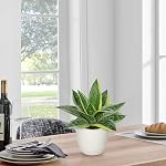 Hollyone Artificial Snake Plants 9" Faux Agave Succulent Plant Potted in White Pot Fake Sansevieria Aloe Tropical Plant for Desk Modern Office Home Bathroom Indoor Outdoor Decor