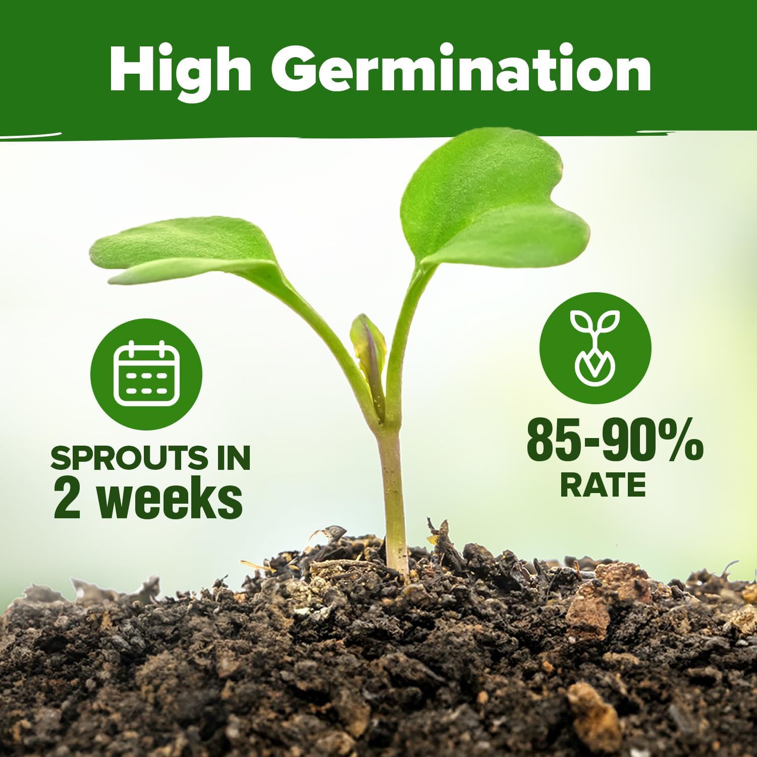HOME GROWN Herb Seeds 32 Medicinal Herbs and Tea Variety Pack – Annual & Perennial Herb Seeds for Planting Indoors & Outdoor – Non-GMO, Heirloom Seeds, Easy to Grow, High Germination Garden Kit