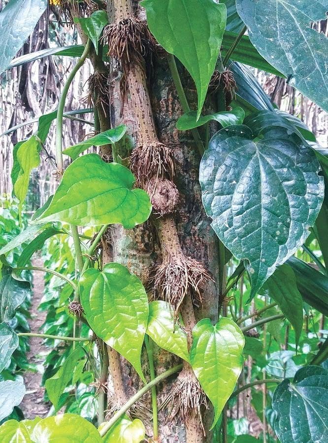 Image of Chui Jhal (Piper Chaba) Plant - Fresh & Vigorous Choi Jhal Pepper Tree inch,CF SG01
