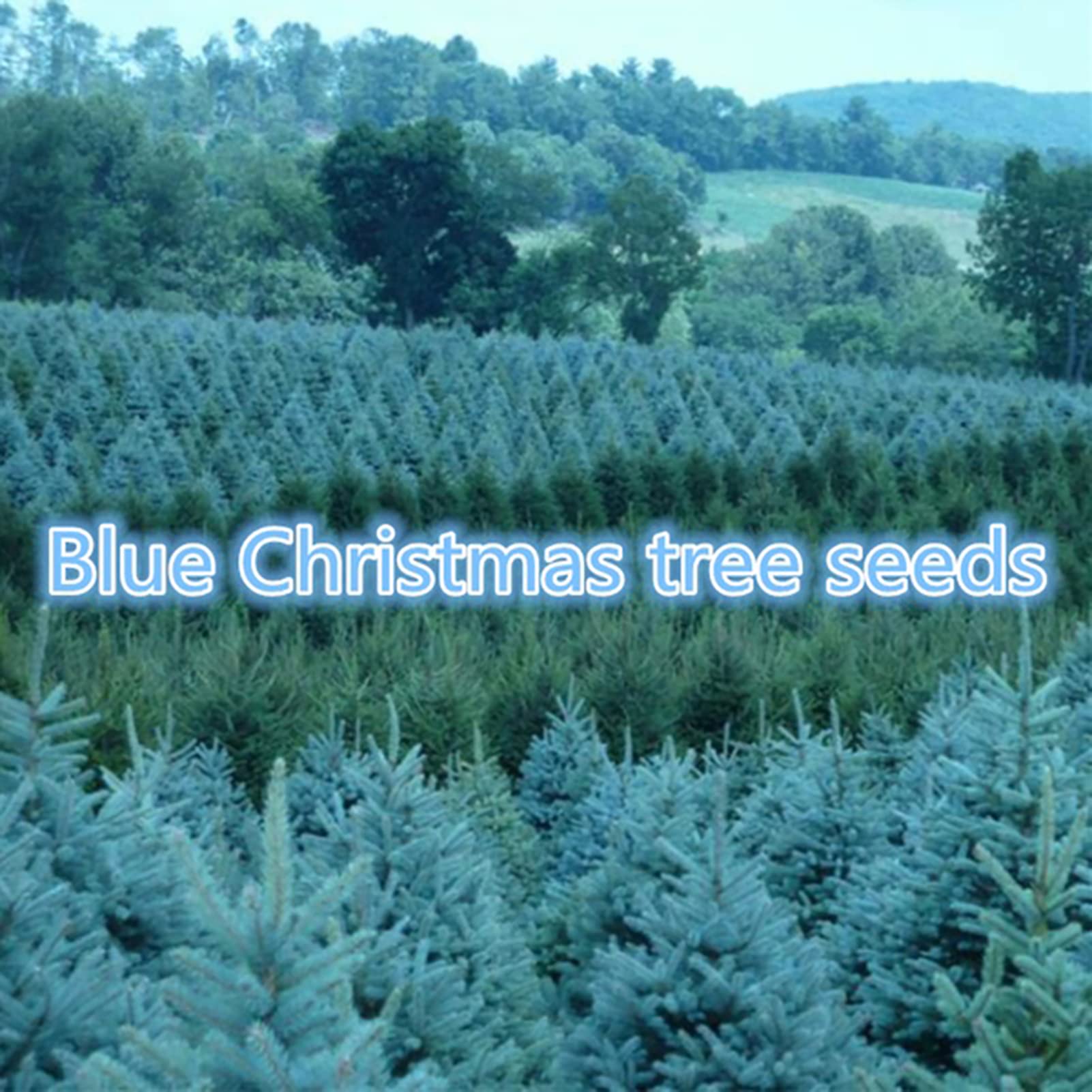 150 unids/bolsa Semillas de abeto azul, Picea Pungens Semillas Prolífico Crecimiento rápido Bonsai Jardín Semillas de abeto azul para el patio Azul