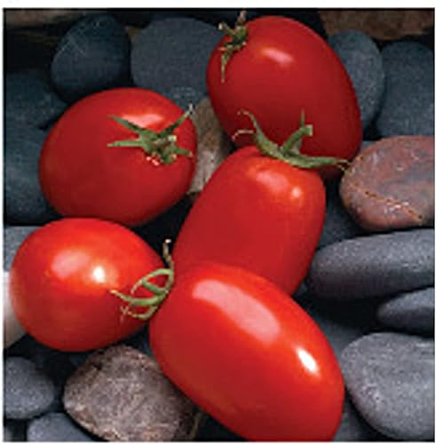 Semillas de tomate mariana (más de 20 semillas)  Sin OGM  Semillas de flores de hierbas y frutas vegetales para plantar  Paquete de invernadero de