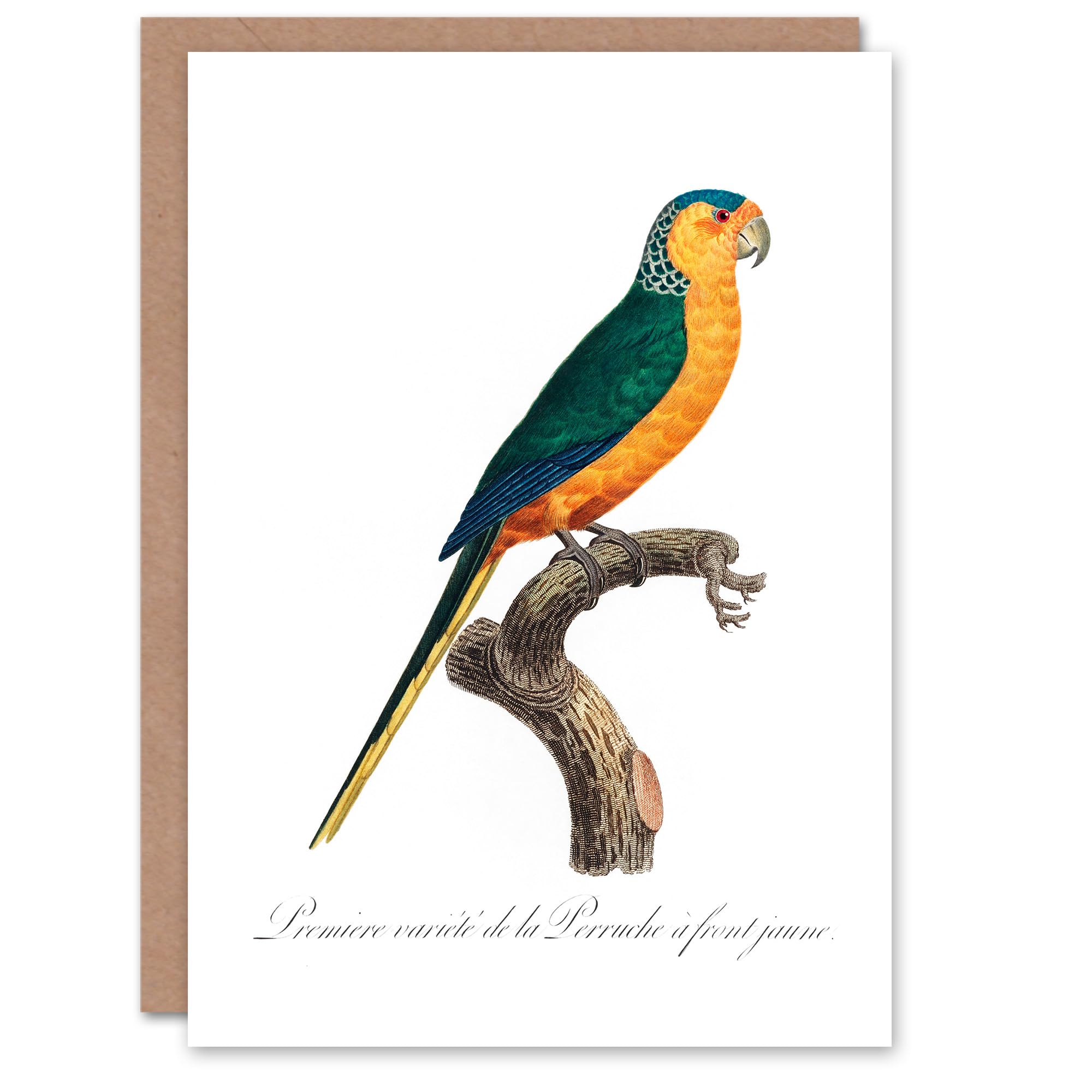 Artery8 Francois Levaillant Art Card The Yellow Fronted Parakeet