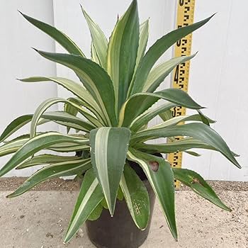 Amazon.co.jp: アガベ デスメティアーナ ジョーホーク 斑入り 約