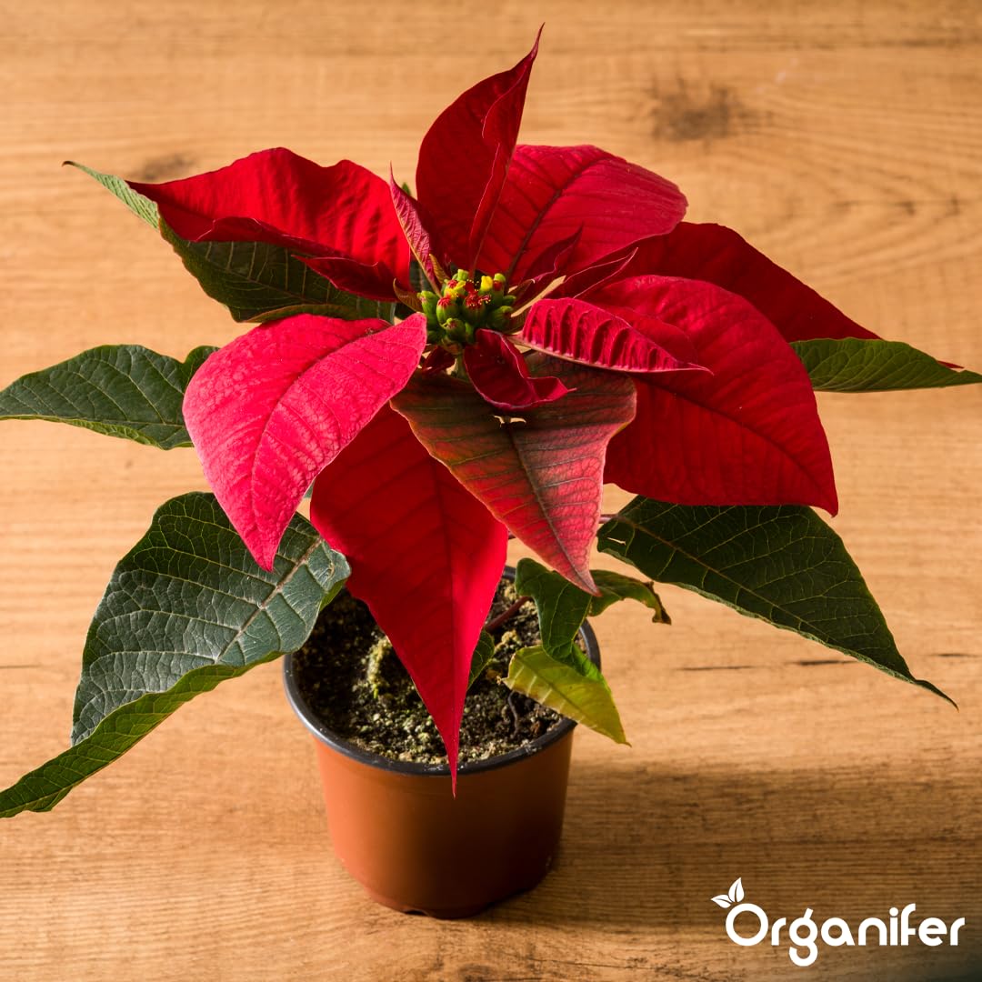Poinsettia Nawóz Organiczny Do Kwiatów - 5x1L - NPK 2-1-8 | Zdrowe Liście - Silne Korzenie I Wysoka Plonność - Organifer