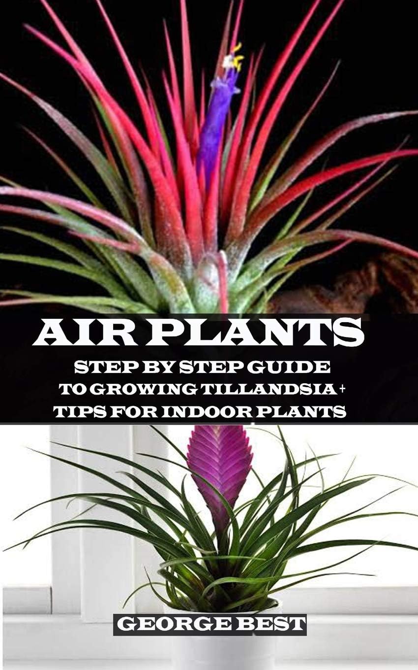 AIR PLANT: Step by Step Guide to Growing Tillandsia + Tips for Indoor Plants