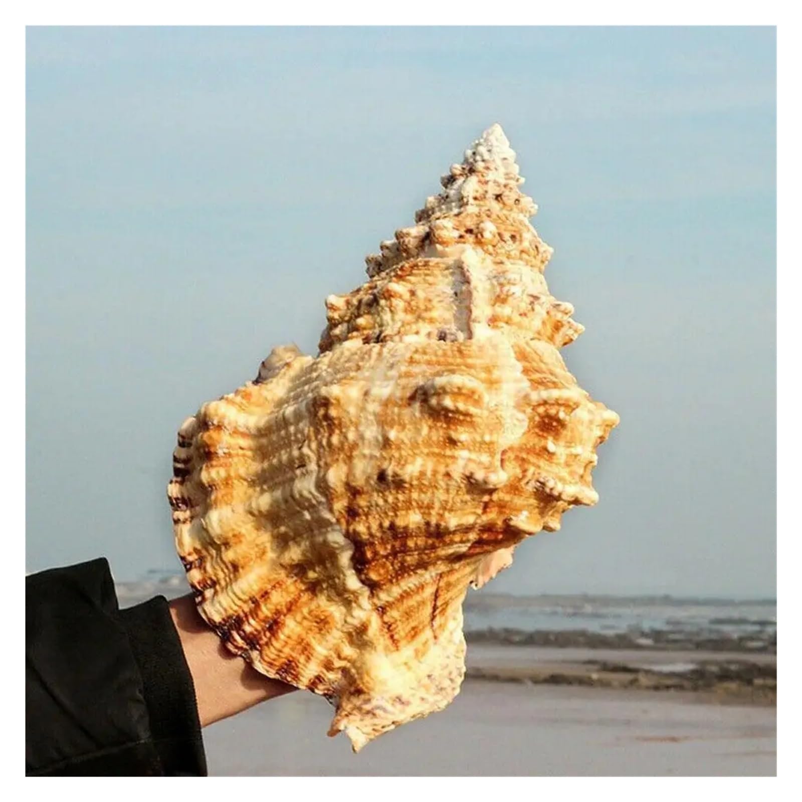 Conchiglie Decorative Grande Conchiglia Decorazione Marina Ornamenti di Conchiglia di Mare Matrimonio di Conchiglie Grande Festa di Decorazione Regalo Festival per La Festa A Tema Spiaggia