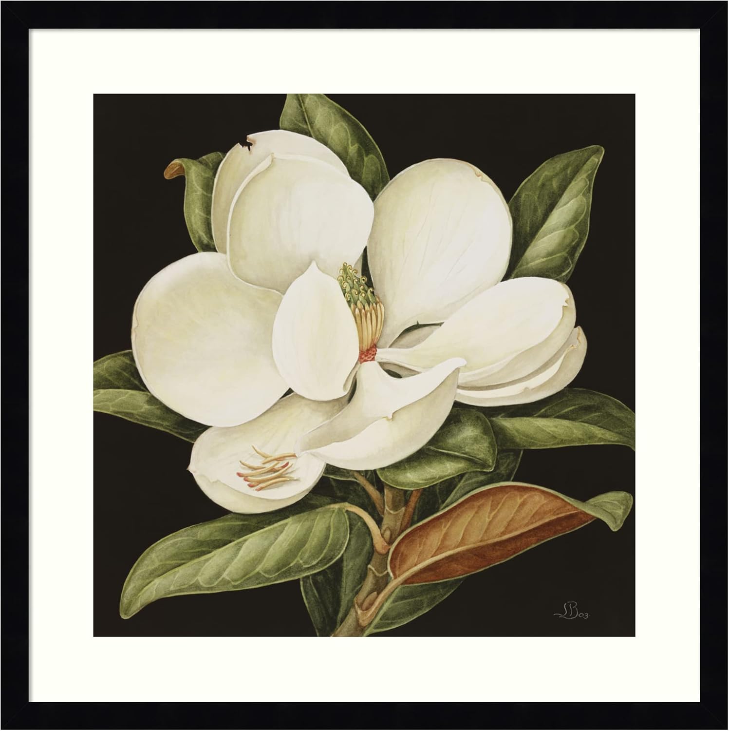 Amanti Art Framed Wall Art Print 35x32 Magnolia Grandiflora 2003 by Jenny Barron, Flowers Wall Art, Traditional Decor, Large Poster Painting Artwork for Living Room, Bedroom, Bathroom, Kitchen,