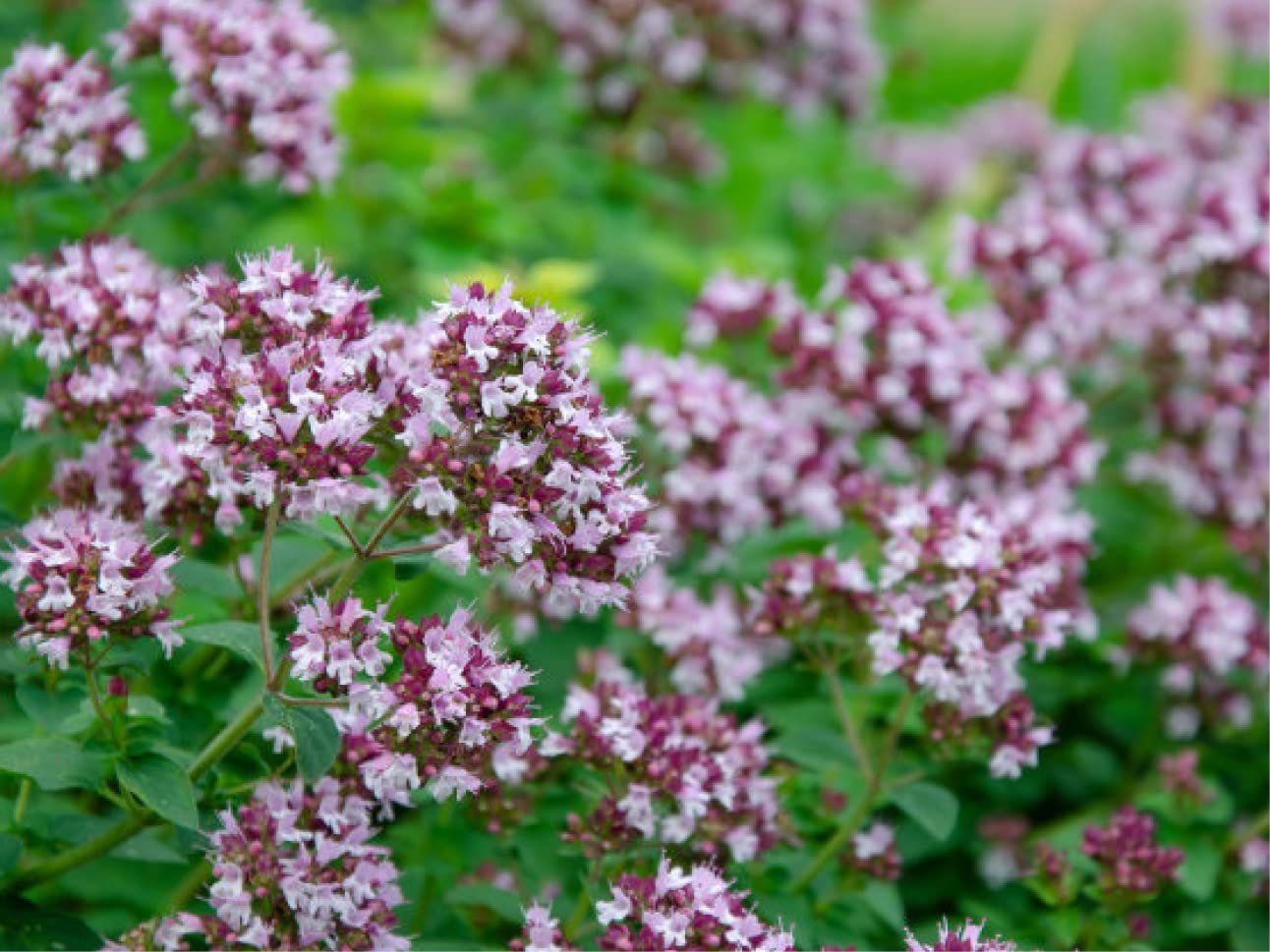 100 Stück Oregano Samen Bio – Mehrjähriger Wilder Oregano, Winterhartes Kräutersaatgut Für Balkonkräutergarten, Indoor & Outdoor 100 Stück Oregano Samen Bio – Mehrjähriger Wilder Oregano, Winterhartes Kräutersaatgut Für Balkonkräutergarten, Indoor & Outdoor