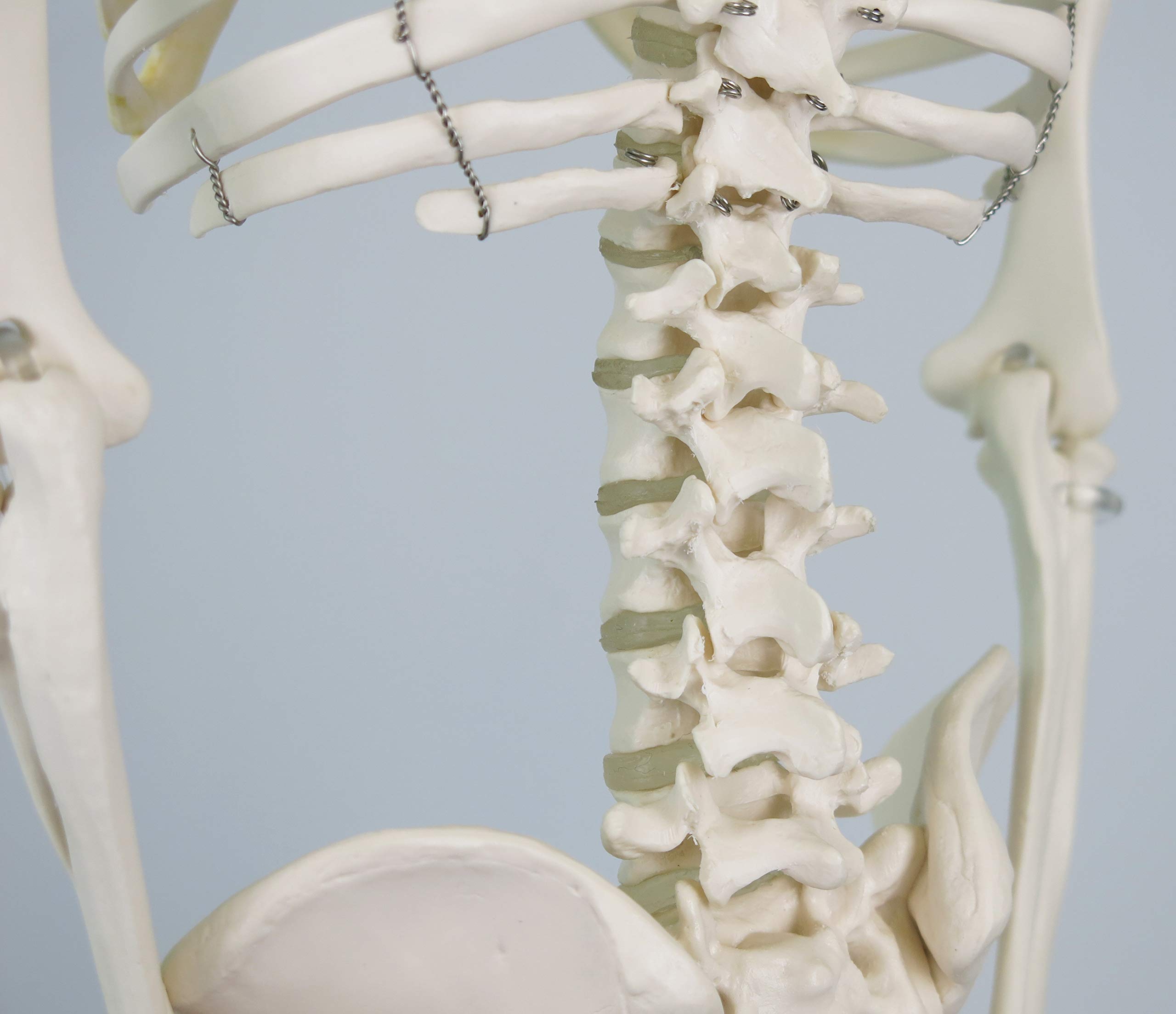3B Scientific kleines Menschenskelett, Modell „Shorty“, Becken montiert auf einem Sockel A18 + kostenlose Anatomie-Software - 3B Smart Anatomy (evtl. nicht in deutscher Sprache)