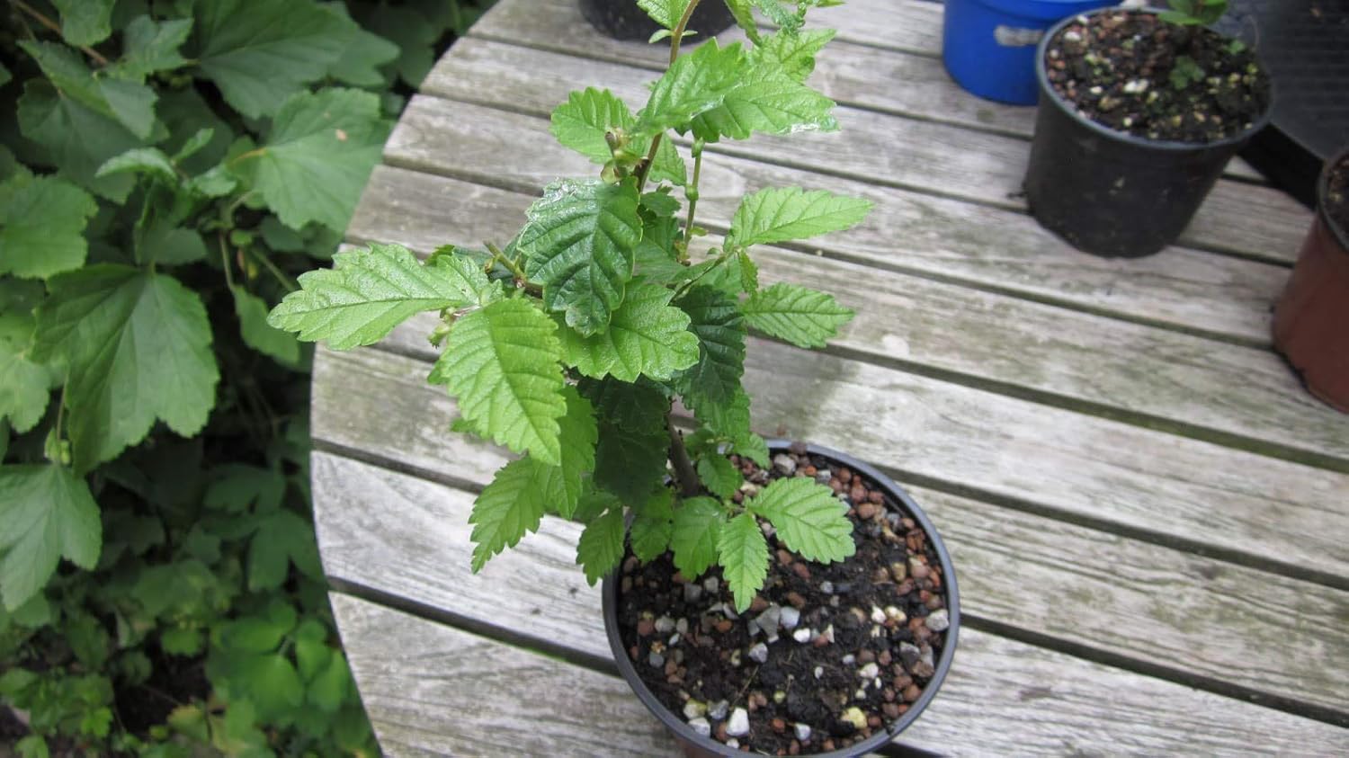 Bilder Von Sibirische Ulmen (Ulmus Pumila) In Deutschland, Monumentale - Foto 2