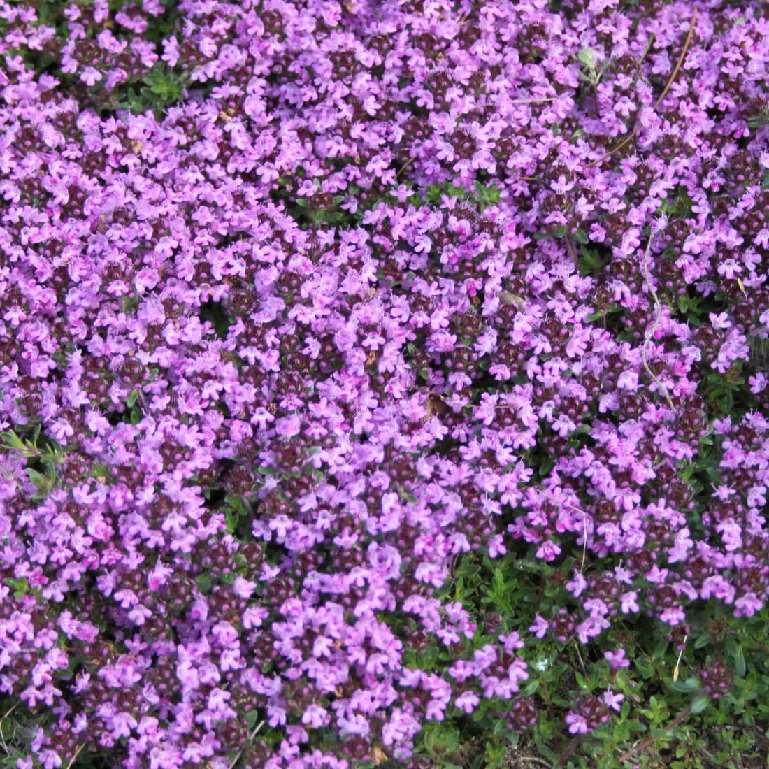 12 unidades o 1 m² Tomillo precoz 'Coccineus' - Thymus Praecox 'Coccineus' Maceta 9x9 cm