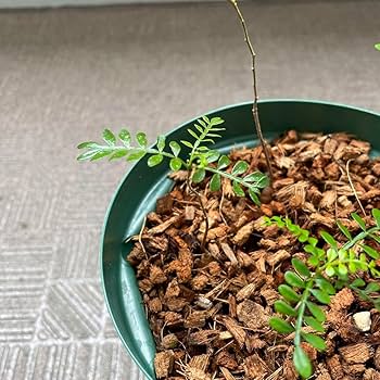 オペルクリカリア パキプス　複数のパワタンク 年末セール】オペルクリカリア パキプス パワータンク大