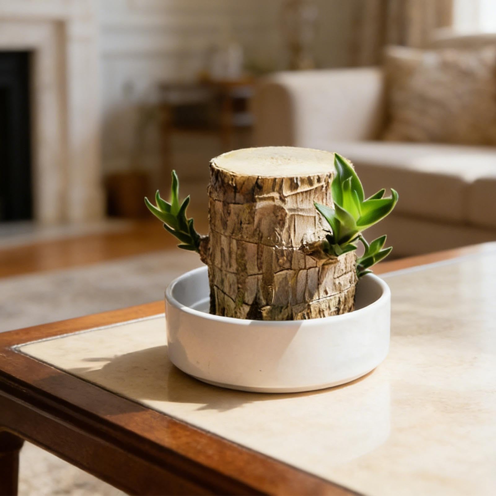Pianta di Legno del Brasile Ornamento Naturale di Ceppo | Ceppo D'Albero Idroponico In Legno Per Interni Ufficio Libreria Soggiorno Cucina Balcone Scrivania Computer