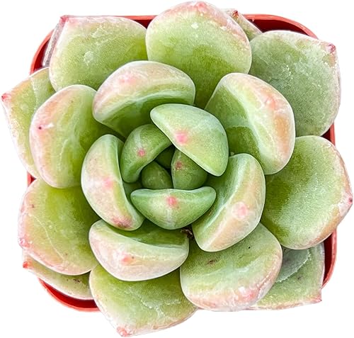 Miniatura 1 de Echeveria 'Champagne', mini suculentas vivas totalmente enraizadas en maceta de inicio de 2 pulgadas con mezcla de tierra, planta de casa para