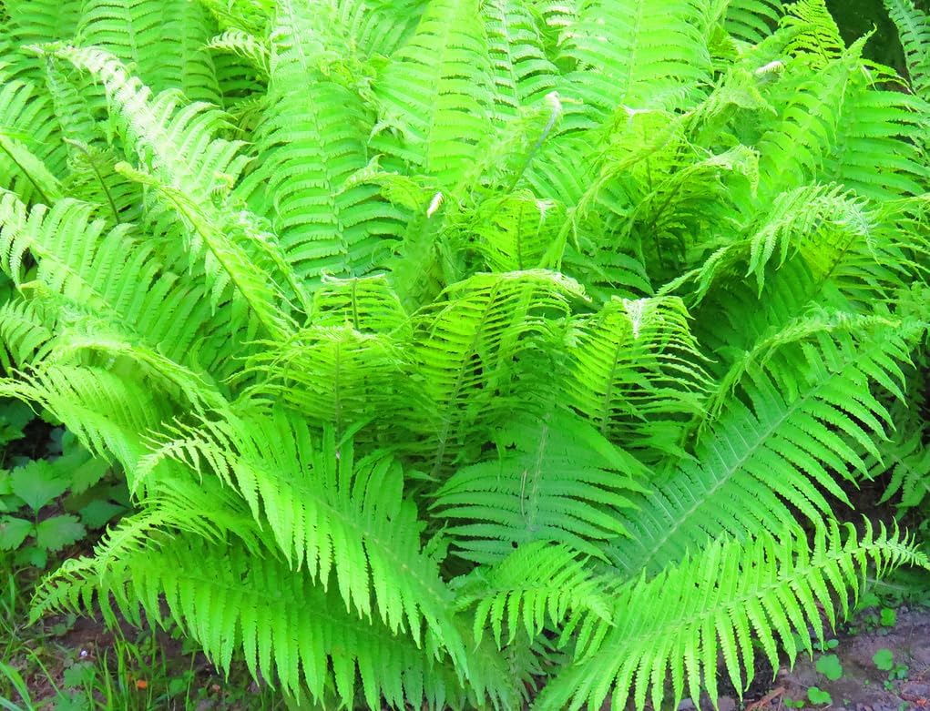 20 Lady Fern Roots - Common Lady-Fern Rhizomes - Athyrium Filix-Femina - (20 Pack)