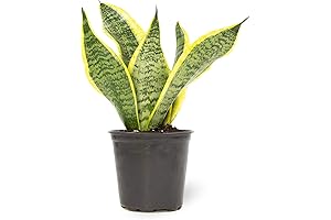 Altman Plants Live Snake Plant Sansevieria Trifasciata with Pot