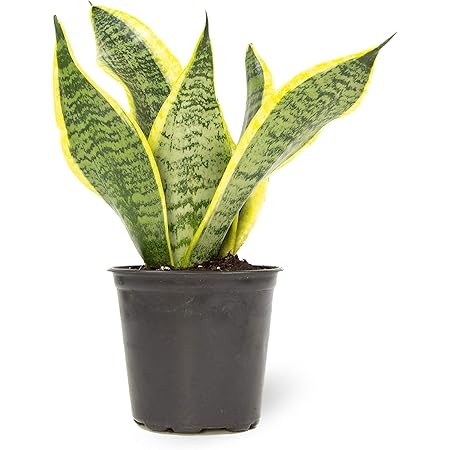 Altman Plants, Live Snake Plant, Sansevieria trifasciata Superba, Fully Rooted Indoor House Plant in Pot, Mother in Law Tongue Sansevieria Plant, Potted Succulent Plant, Houseplant in Potting Soil