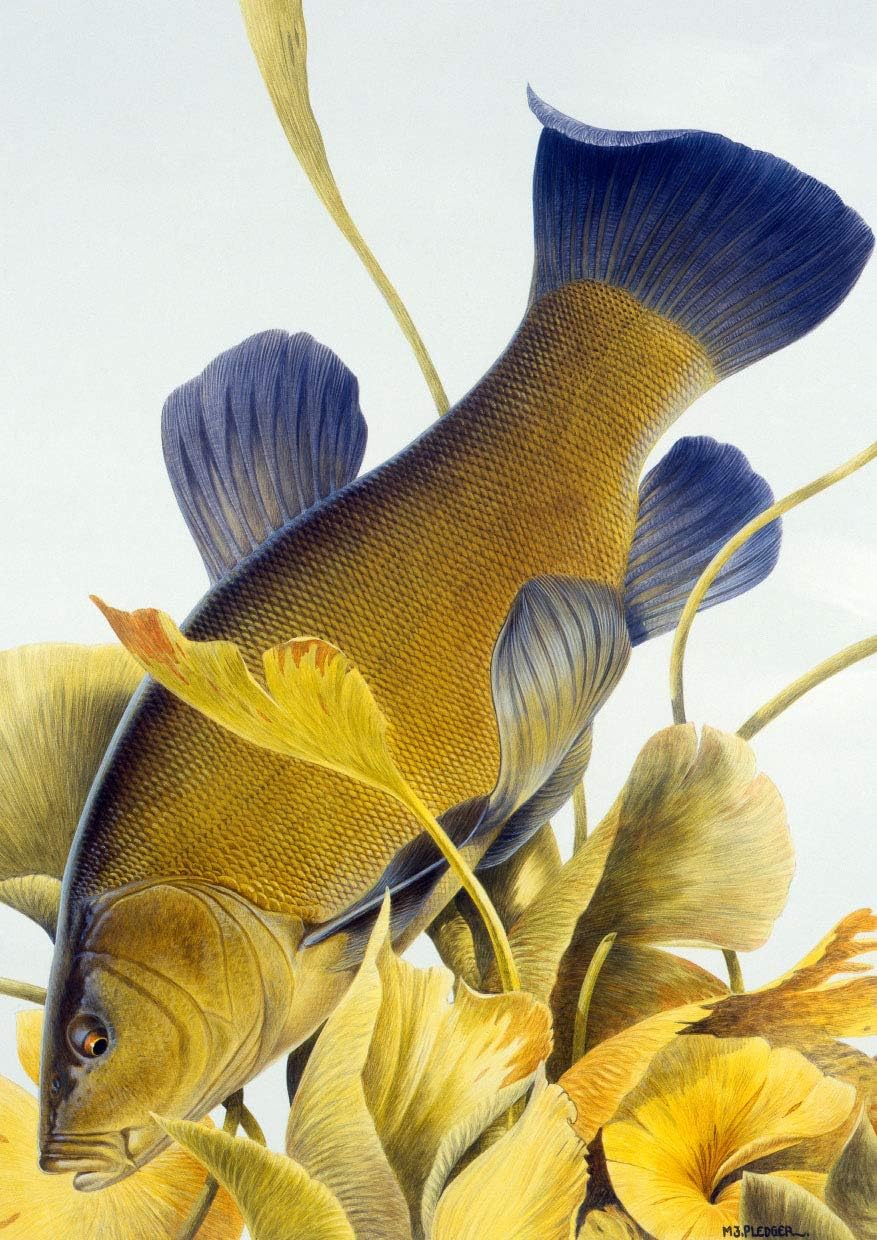 Freshwater fish fishing greeting card. Tench by Maurice Pledger Tench