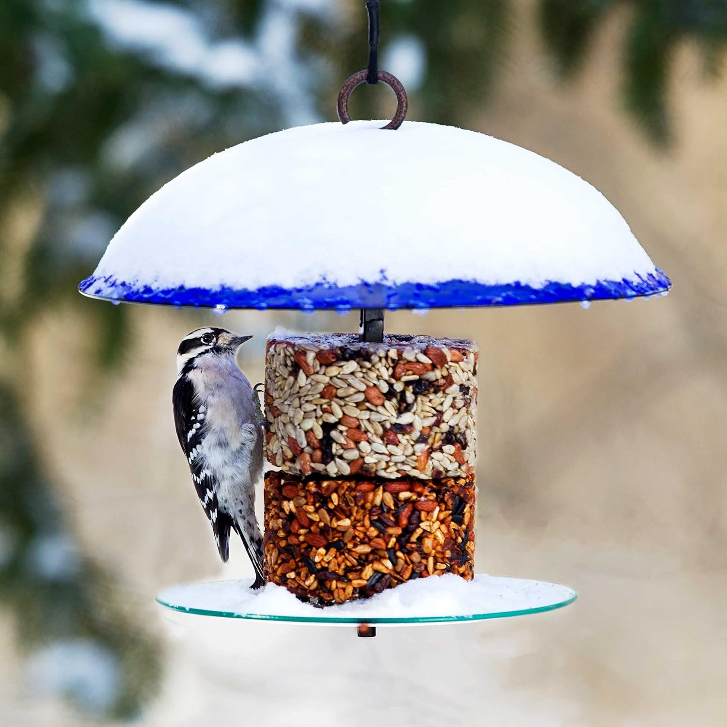 360° Petite Seed Cylinder Hanging Bird Feeder, Glass Weather Dome Hanging Feeder with Metal Holder, Perch Songbird Feeder, Cobalt Blue
