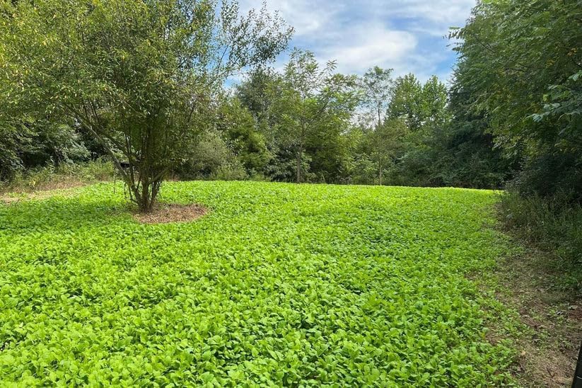 Miniatura 3 de Pure Whitetail  Sugar Rush  Mezclas de semillas selectas  Alimentador de ciervos más fácil  Parcela de alimentos para ciervos de cola blanca a