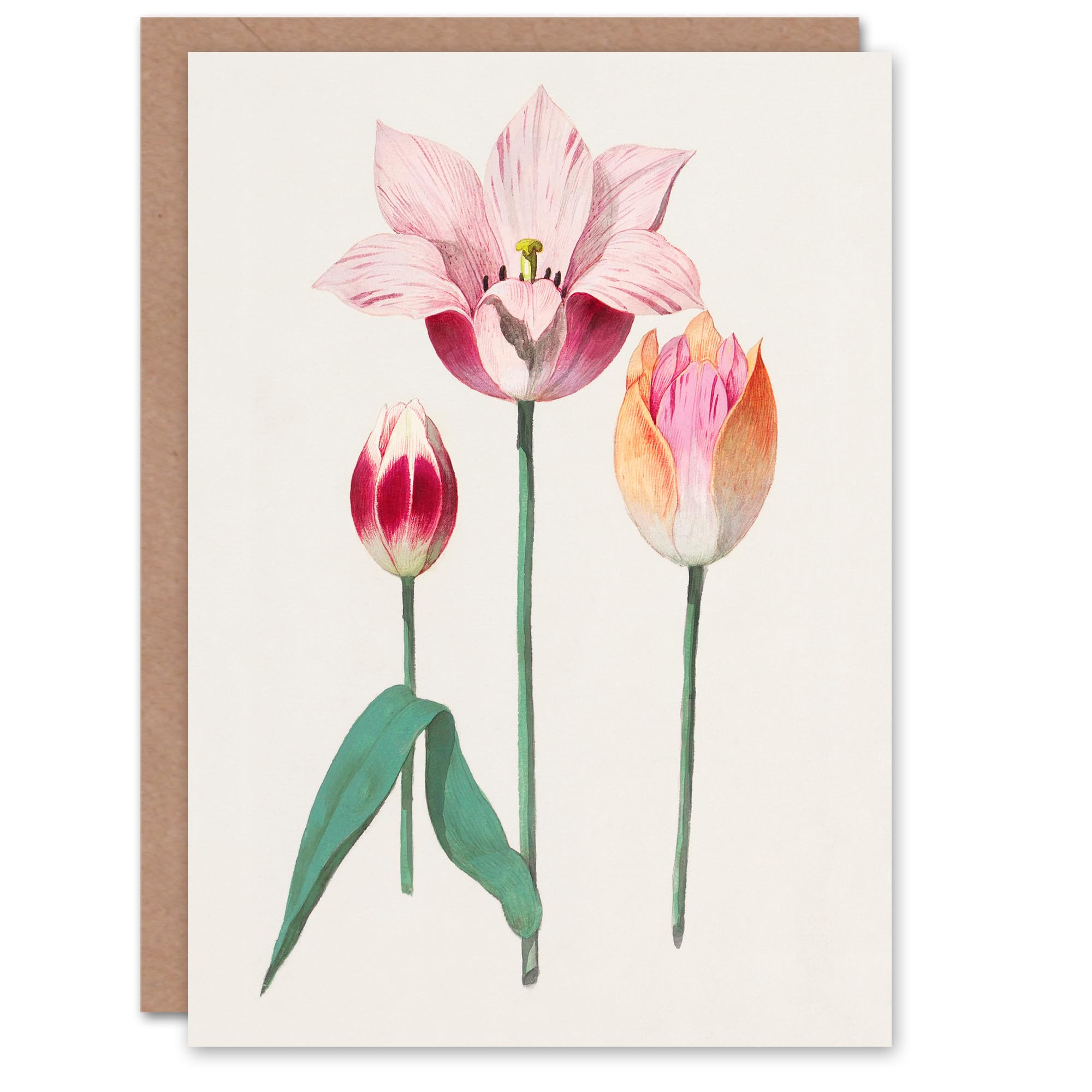 Artery8 Anselmus de Boodt Art Card Blooming Tulip Flower Illustration