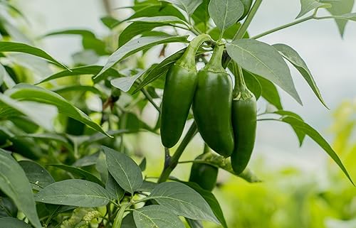 Miniatura 3 de 100 semillas de pimiento Jalapeño M para plantar, reliquia, sin OMG, cultivadas en EE. UU., Capsicum Annuum por RDR Seeds