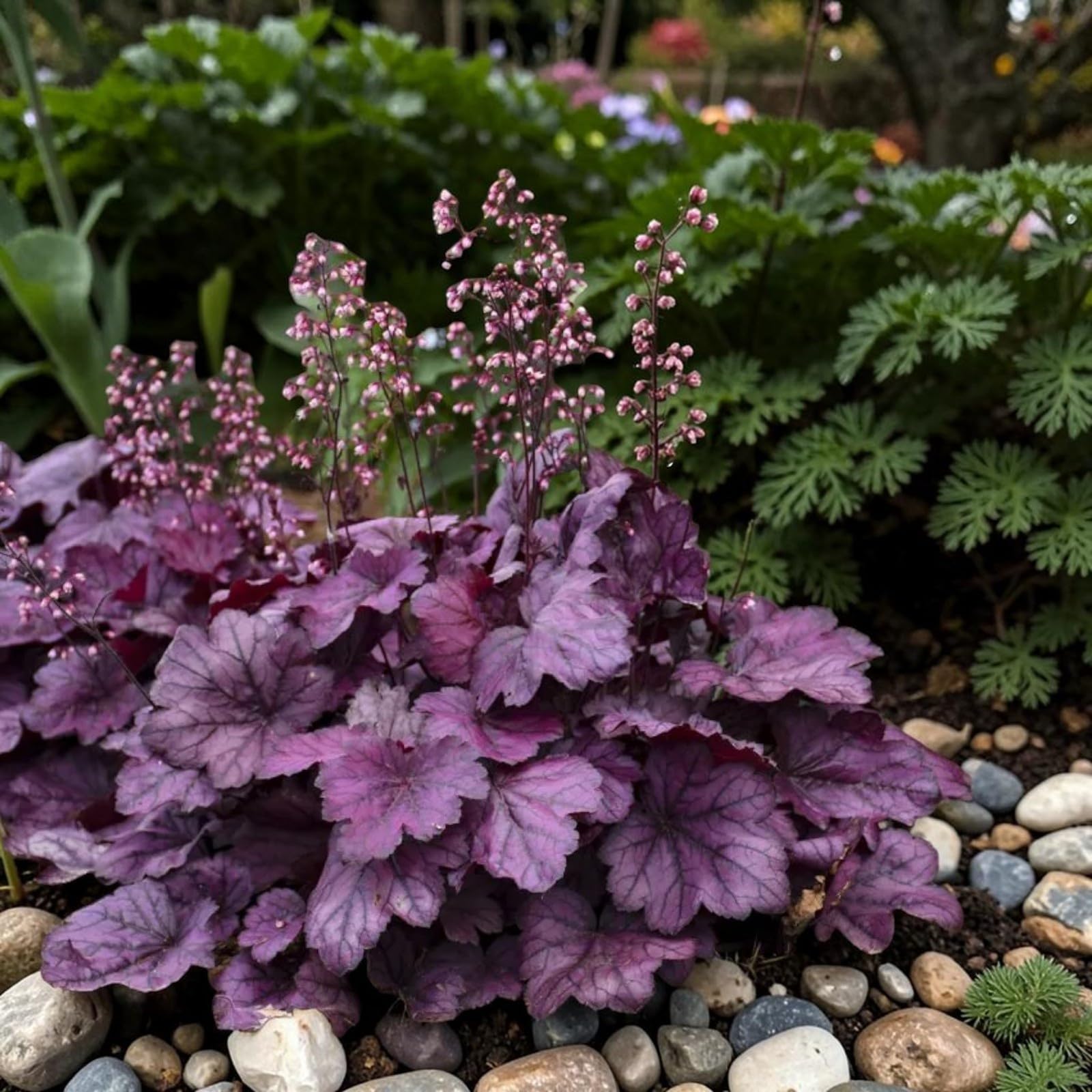 Carbeth Plants Heuchera Plant in 3L Pot - Hardy Evergreen Perennial with Colourful Foliage - Low Maintenance - Ideal for Borders, Containers & Shade Gardens (Wild Rose)
