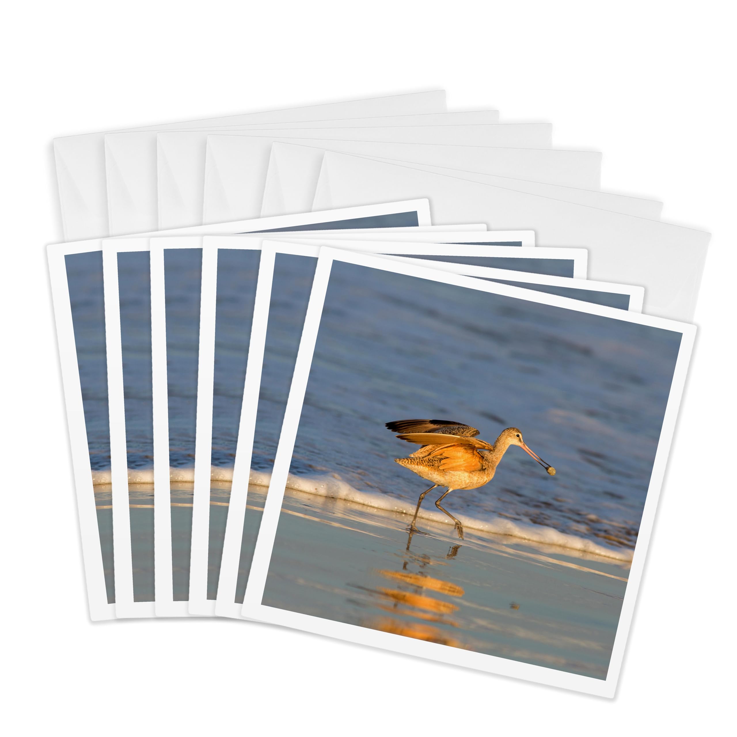 3dRose gc_229955_1 6 x 6-Inch "Whimbrel Shorebirds Foraging Pismo Beach, California" Greeting Card (Pack of 6)