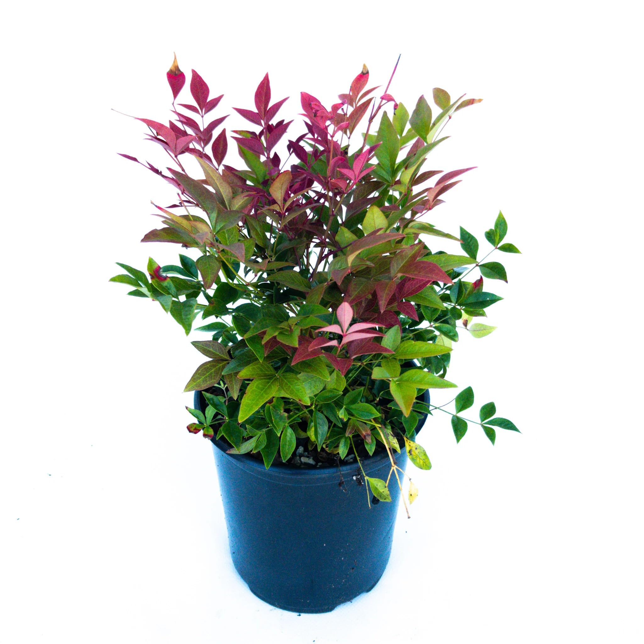 Nandina Domestica “Bambù Sacro”, Pianta sempreverde in Vaso ø8 cm, Cespuglio da Esterno, Arbusto da Giardino, Vivaio di Castelletto