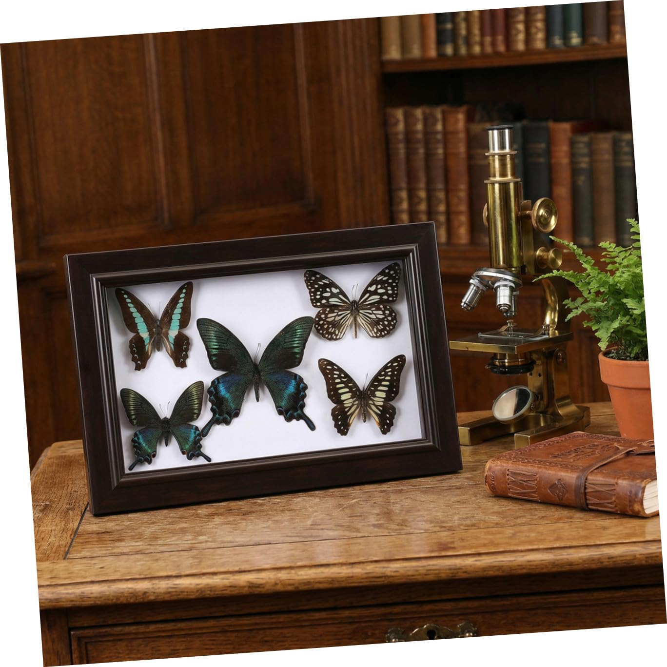 Marco de Espécimen de Mariposa de Madera para Pared
