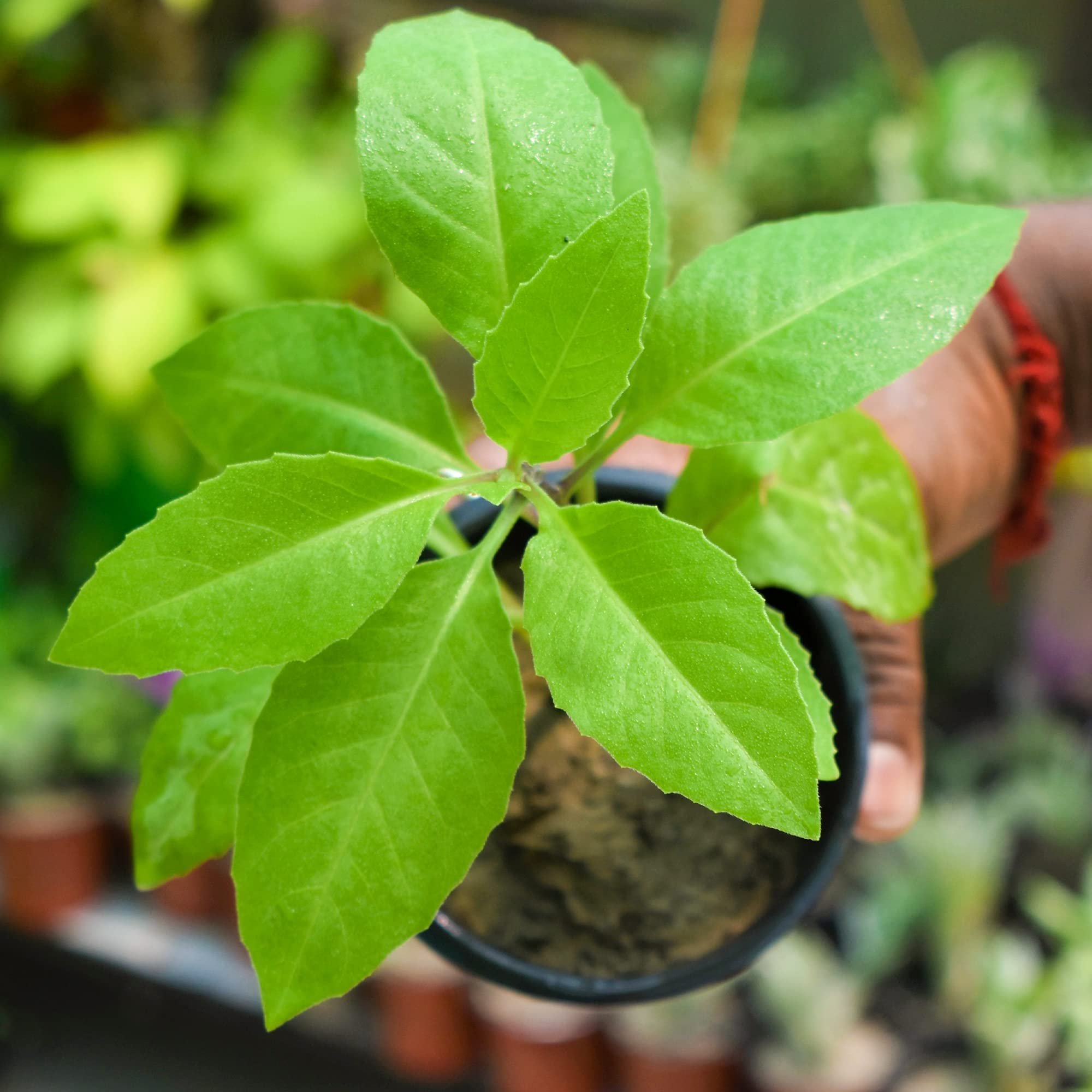 Gachwala Gynura procumbens Healthy Live Plant | Diabetes Plant | Plant of Longevity | Longevity Greens | Spinach Longevity (1 Live Plant with Pot) (B09V1NMYSP) Amazon Price History, Amazon Price Tracker
