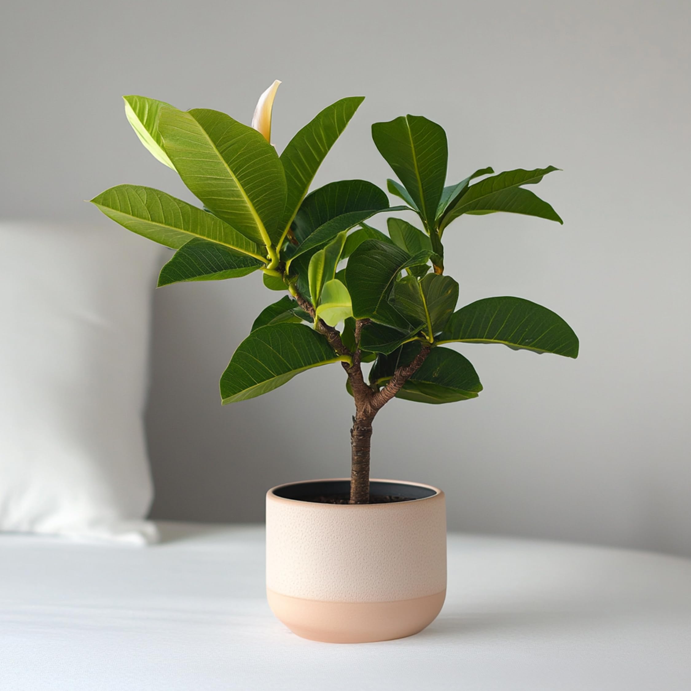 Plant in a Box - Plumeria Hawaiiana Frangipani - Planta Tropical de Interior Ornamental - Maceta 17 cm - Altura 45-55 cm - Futura Floración Aromática