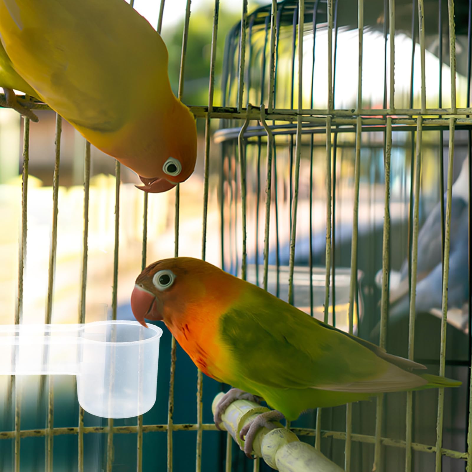 VANZACK Distributore Acqua per Uccelli 10 Pezzi Doppia Porta in Plastica Bianco, Abbeveratoio Automatico per Piccioni e Pappagalli per Casa e Zoo