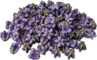 100PCS Large Purple Crown Flower Hand-Painted Thai Clay Beads - Calotropis Gigantea for DIY Jewelry Making Crafts