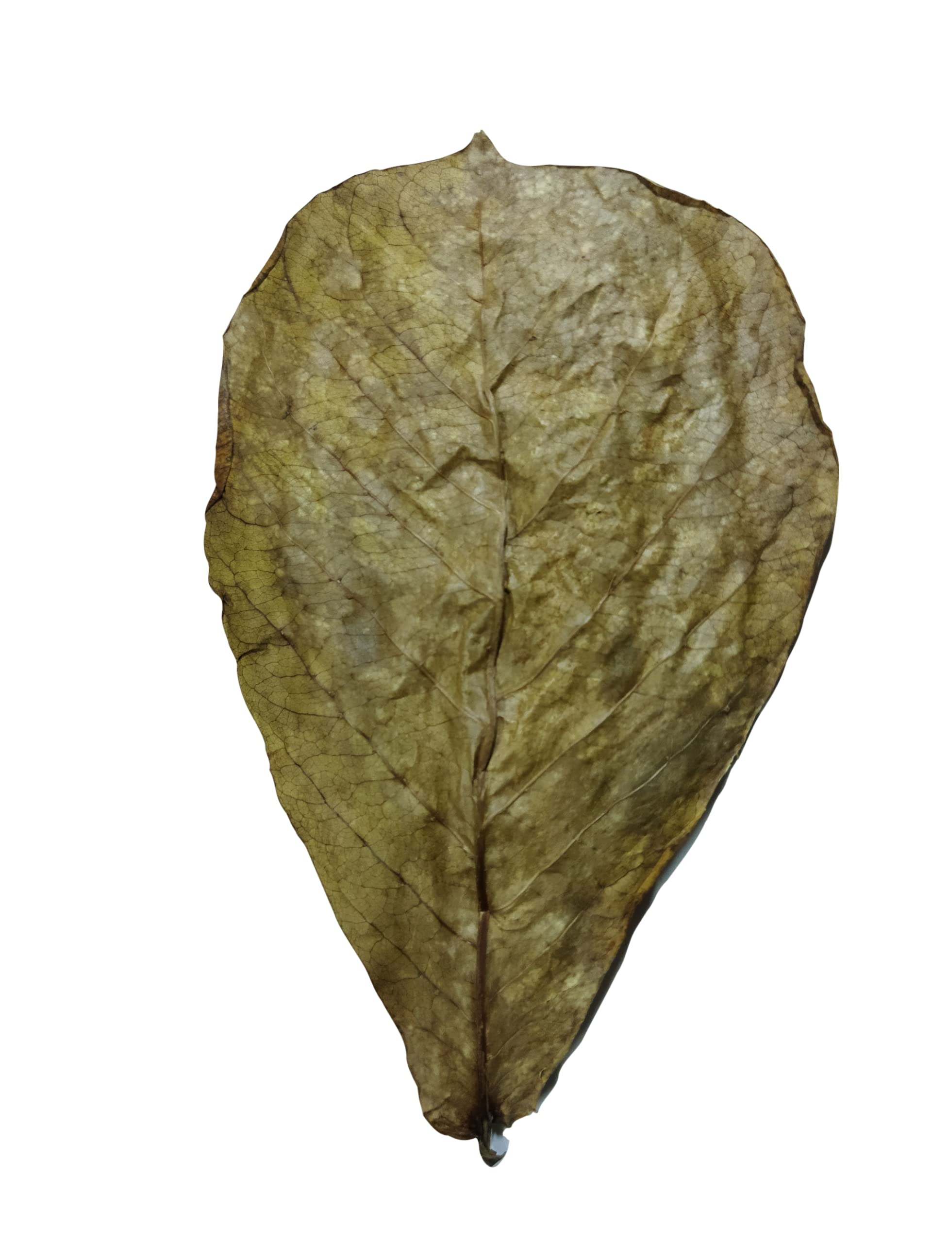 Dry Indian Almond Leaves Catappa Leaves For Shrimp Bettas Tropical Aquarium Fish (5 Piece) For All Life Stages (B09KGPR87N) Amazon Price History, Amazon Price Tracker
