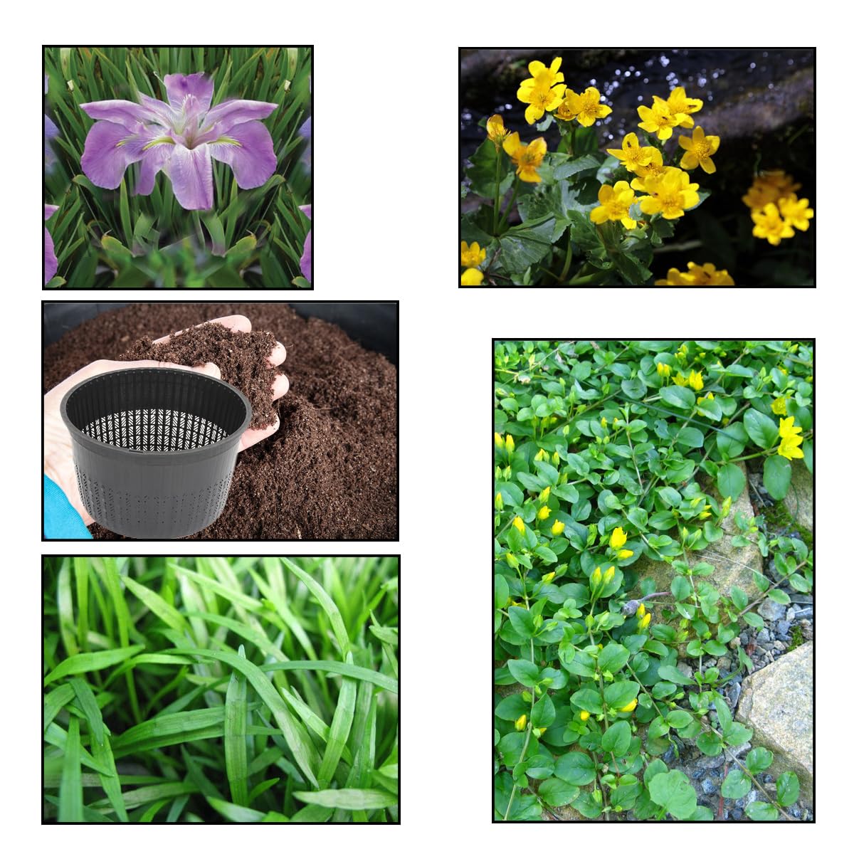 Lincolnshire Pond Plants Ltd - XS Pack Louisanna Heather Stream - 3 Marginal Plants & 1 Oxygenating Plant - Live Water Plant Aquatic Pond Lake Marginal