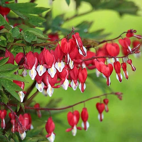 Miniatura 5 de QAUZUY GARDEN Semillas de corazón sangrantes 10 semillas de flores rojas brillantes flor de corazón dicentra spectabilis llamativa flor de sombra