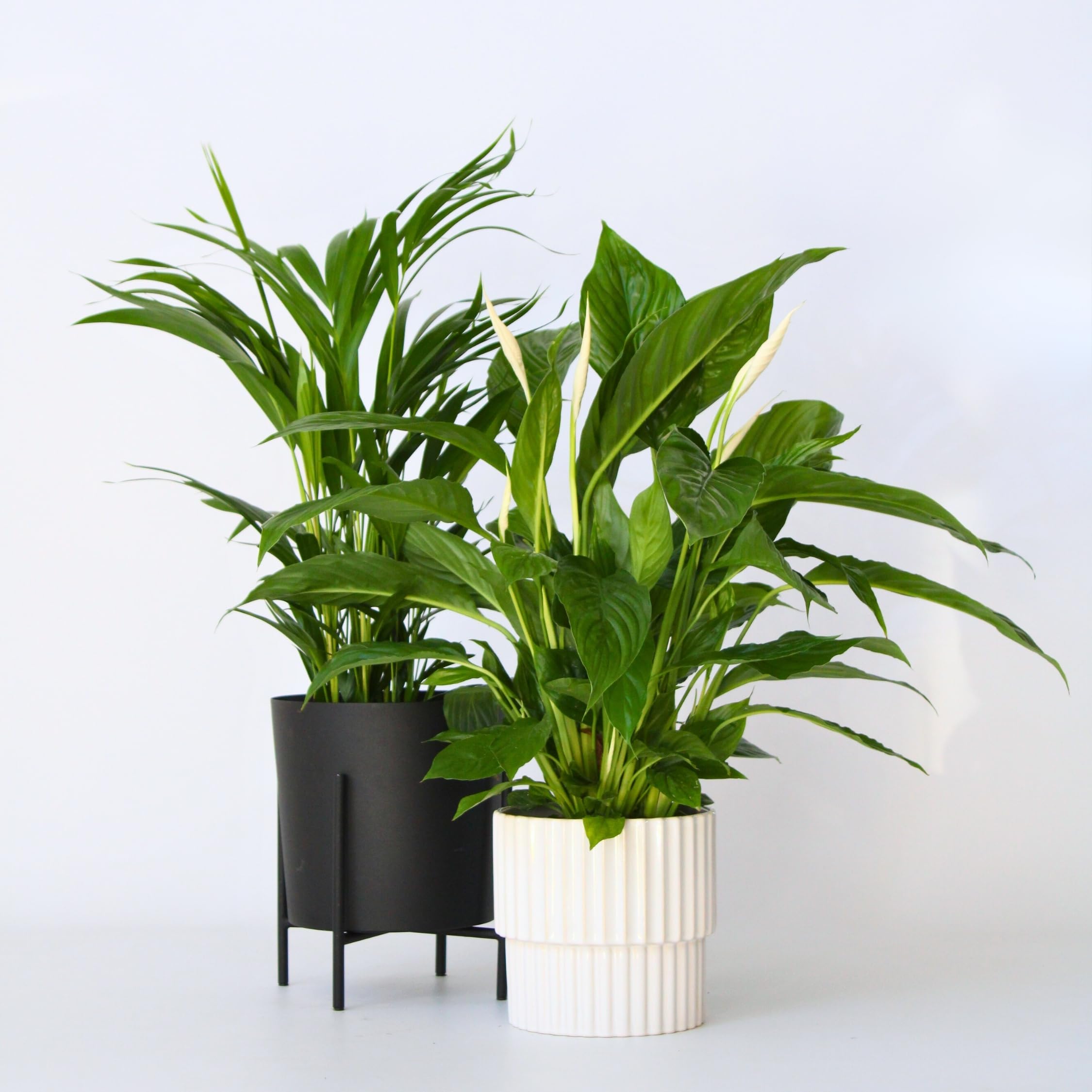buy fiddle leaf fig plant The Sill Large Fiddle Leaf Fig Bush Houseplants in Green