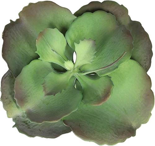 Ebros Gift Paquete de 6 plantas artificiales realistas de lilacina del desierto, plantas suculentas, botánica verde, 8.5 pulgadas de diámetro,