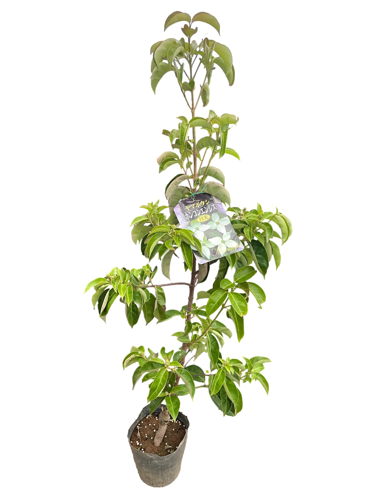 Amazon.co.jp: 花 紅葉 楽しめる花木 【常緑ヤマボウシ ホンコン