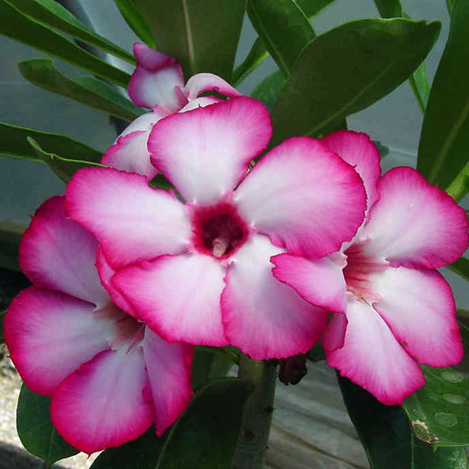 Desert Rose Plant Live, Plants/Rhizome/Ornamental/Resistant/Desert Rose Strong Plan, Desert Rose Easy to Plant, Suitable, Gorgeous, Desert Rose Plant Bulbs,Bedding/Desert Rose Bulbs, 3Bulbs-F