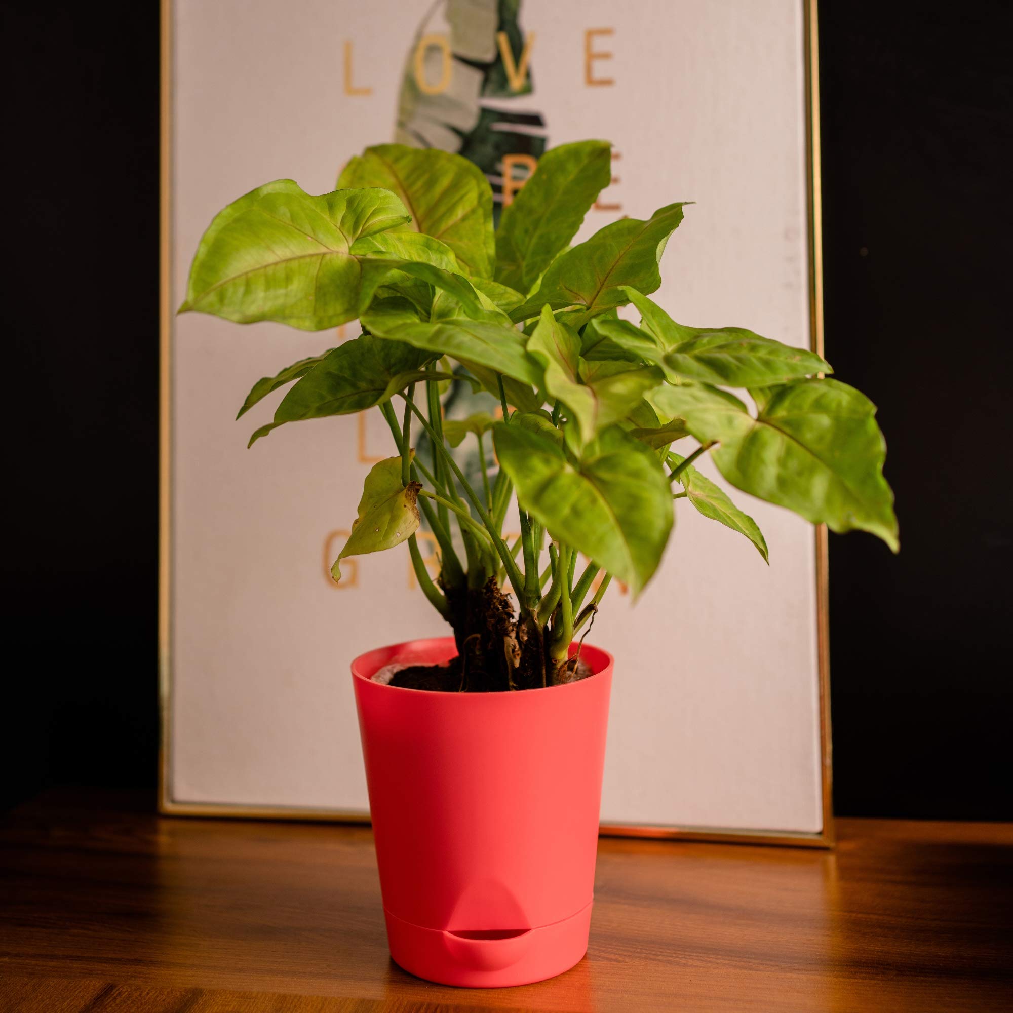 garbnoire Self Watering Planter Pot with Bottom Tray/Plate - (4 inch) Indoor Outdoor Balcony Plant Pot | Home Garden Office Flowering Container Cover | Living Room Decor (Pastel Pink, 3)