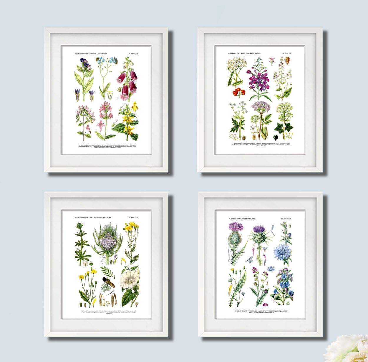 Gnosis Picture Archive English Wild Flowers Art Prints, Botanical Wall Art Set of 4 Unframed Wild Flowers Wall Decor Eng_WF_4B