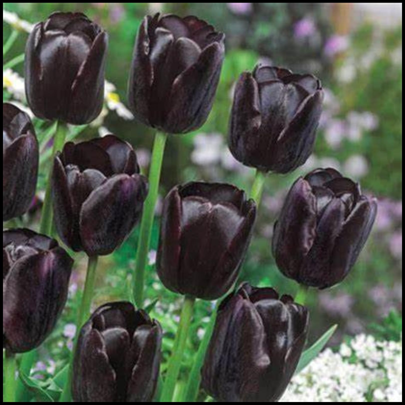 Tulip Bulbs for Planting Now UK Ornamental Perennial Excellent Display Plant Bulbs Greening Flower Good for Containers Natural Organic Easy Plant Perennial-8Bulbs-E