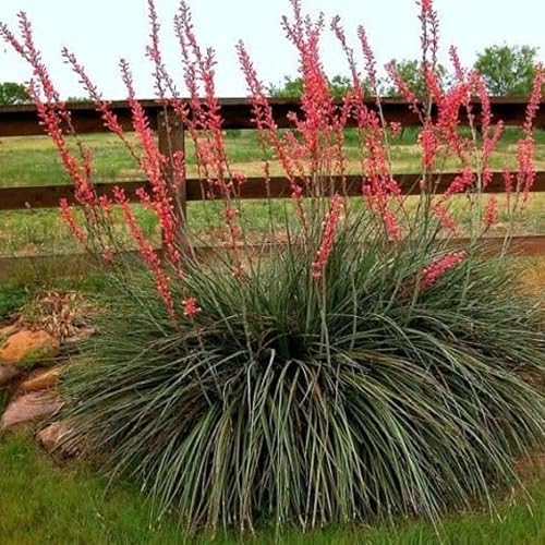 Miniatura 2 de Planta viva de yuca roja, planta suculenta de yuca en maceta de 4 a 8 pulgadas de alto, plantas de jardín vivas al aire libre en maceta de 4 pulgadas