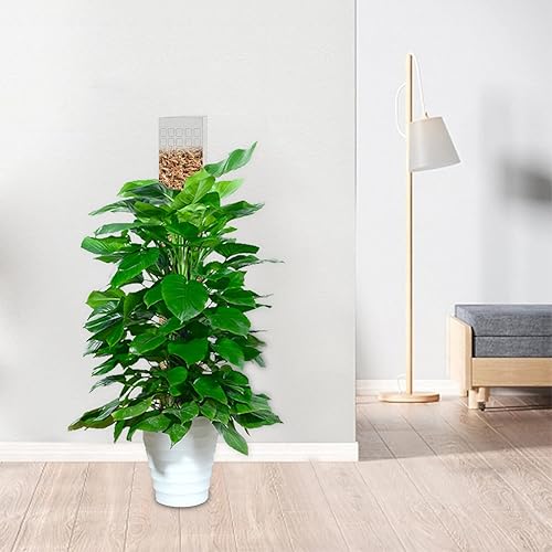 Miniatura 7 de ROYUEXT 6 postes de musgo de plástico de 23 pulgadas para plantas Monstera, plantas trepadoras, poste de musgo para plantas, soporte de plantas para