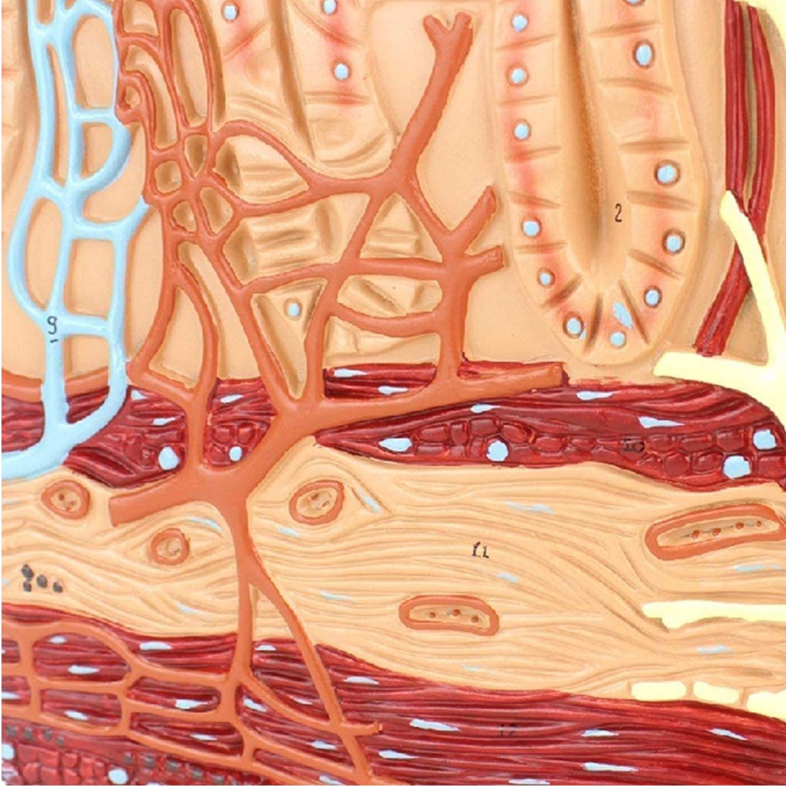 Modelli anatomici, Modello anatomico dei Villi dell'intestino Tenue Umano - Modelli scientifici di Anatomia Umana, Modello apparato in Materiale PVC Verniciato for, sussidio didattico