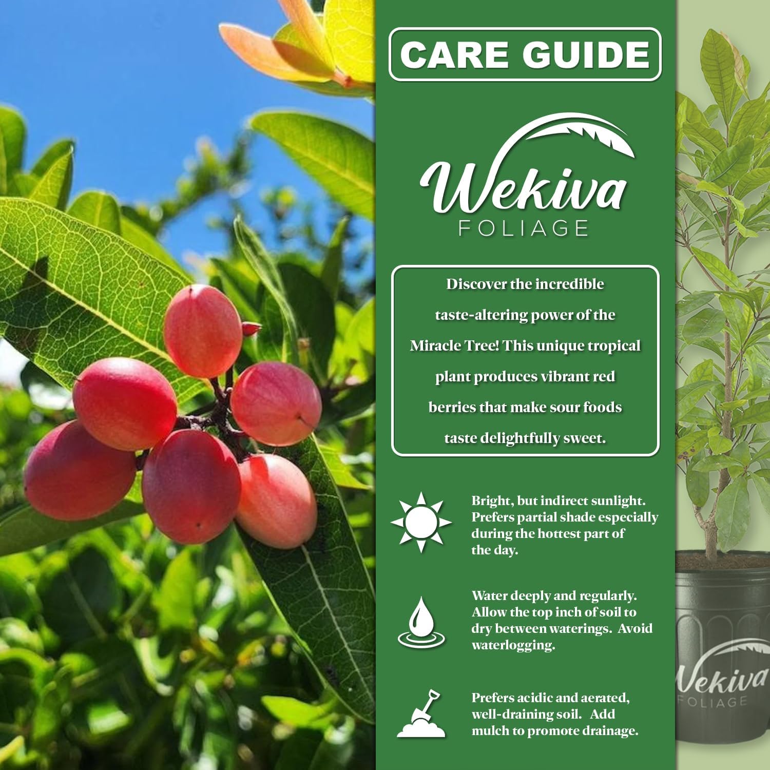 Miracle Fruit Tree - 1 Live Plant in a 4 Inch Growers Pot - Synsepalum Dulcificum - Beautiful Edible Fruit Bearing Tree for Patio and Garden