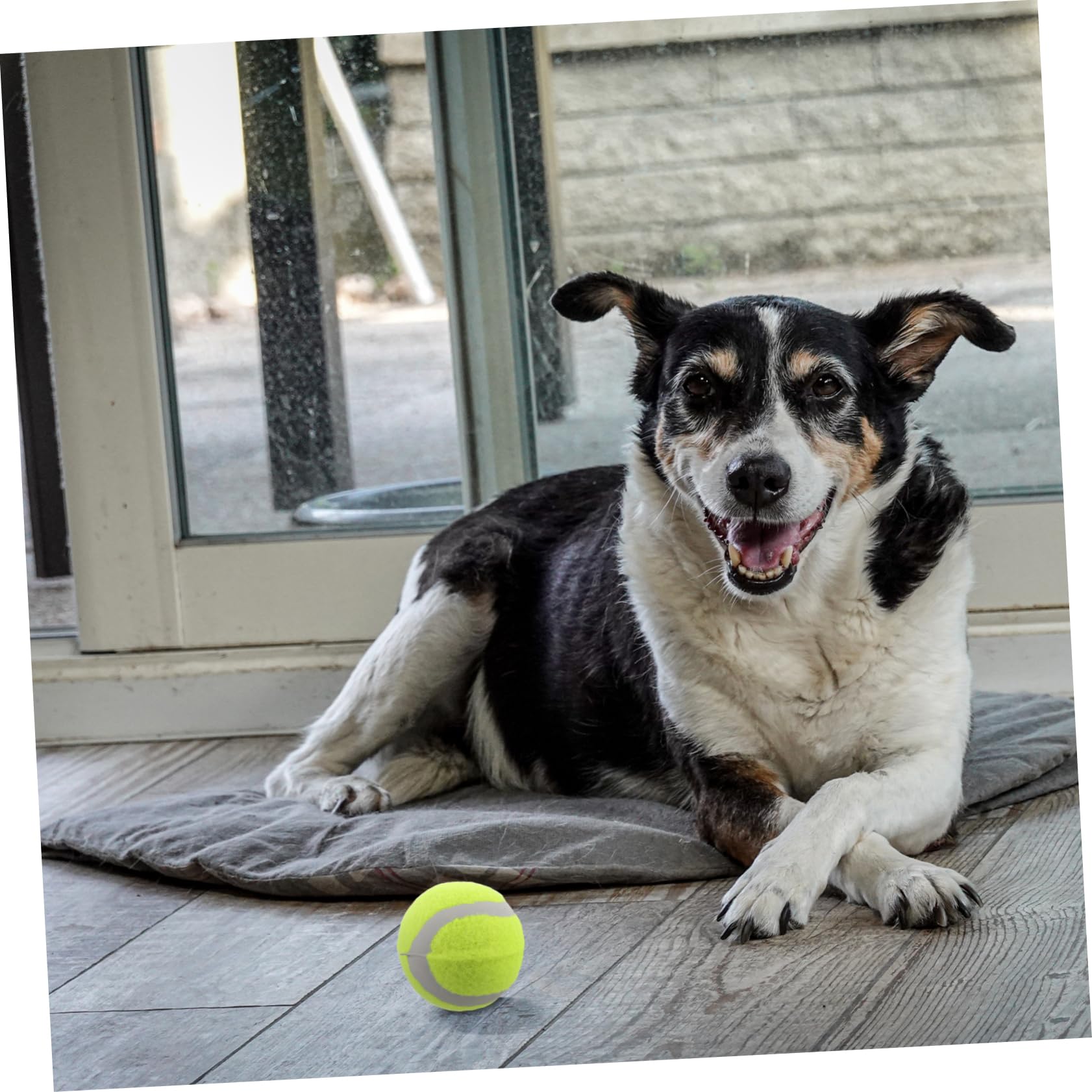 HEMOTON 22 Stück Teiliges Hundespielzeug Elastische Gummibälle für Interaktives Training und Spiel für Große Mittelgroße und Kleine Hunde Apportieren für Bewegungsspiele
