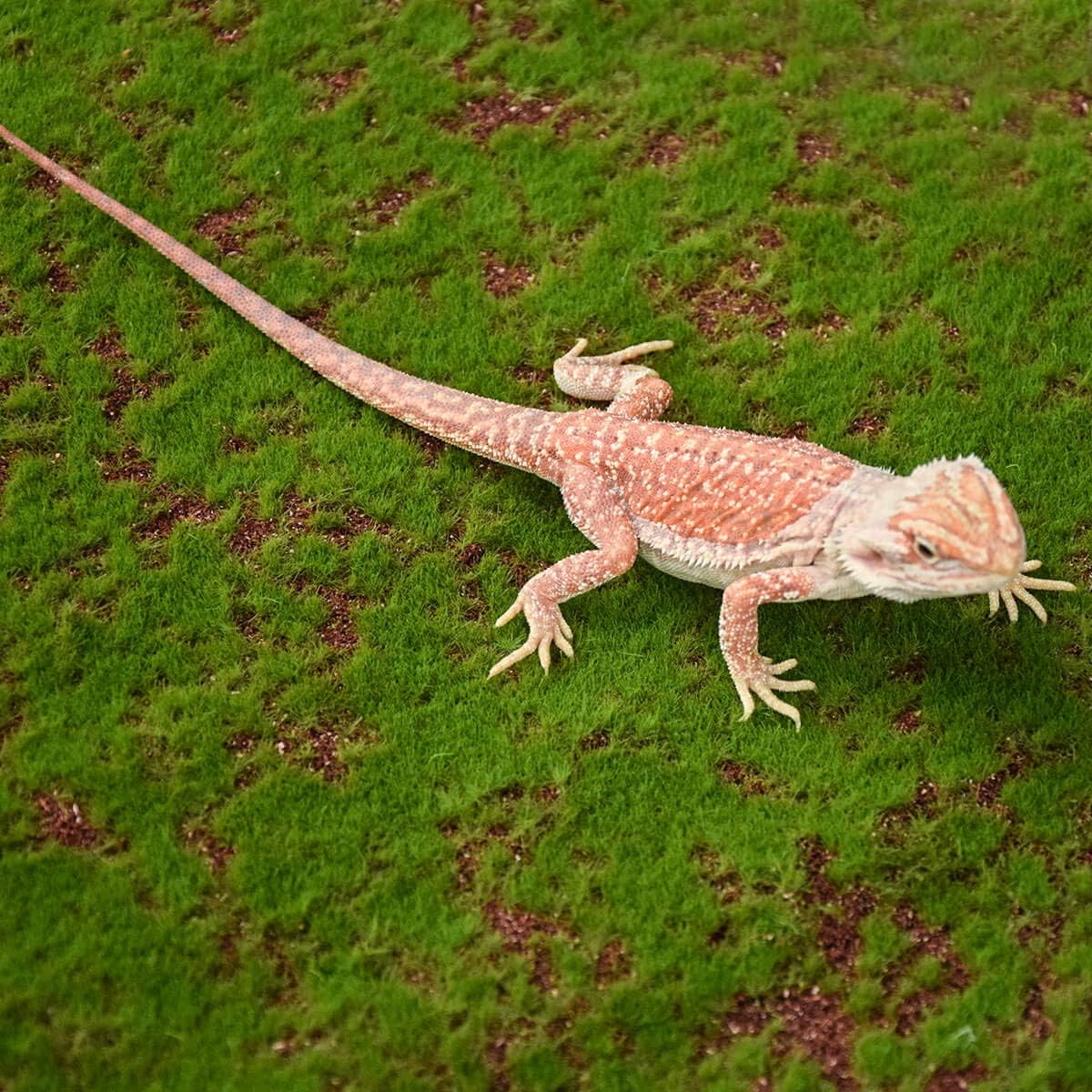 WATFOON Reptile Bedding Mat, High Simulation Jungle Style Lizard Carpet Terrarium Liner, Easy to Wash, Reusable, Bearded Dragon…